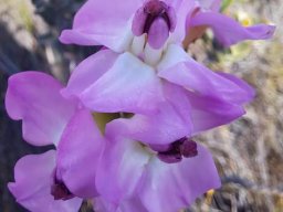 Saltera sarcocolla flowering lilac